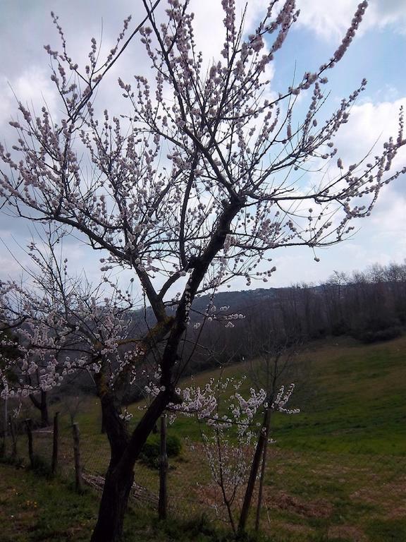 Agriturismo Norianino Montemerano Eksteriør billede
